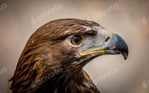Preview: Closeup shot of the head of a beautiful hawk with a blurred background