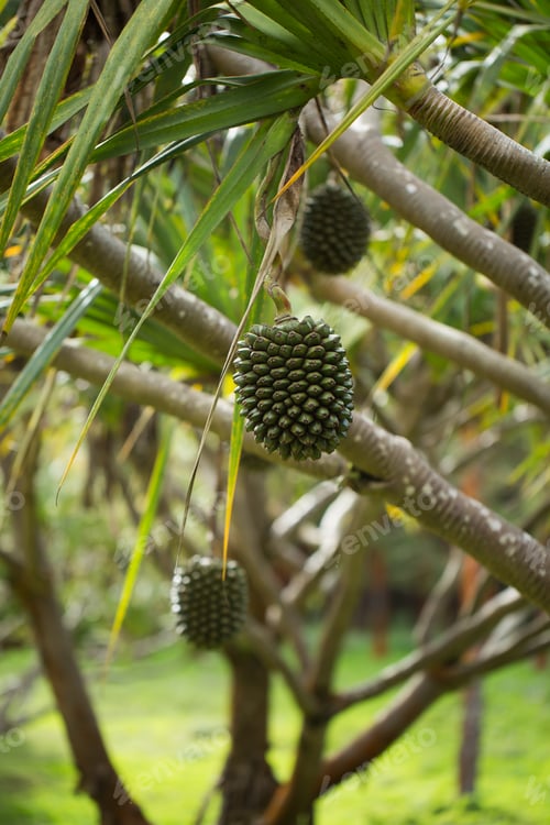 Preview: The Fruit of Pandanus utilis