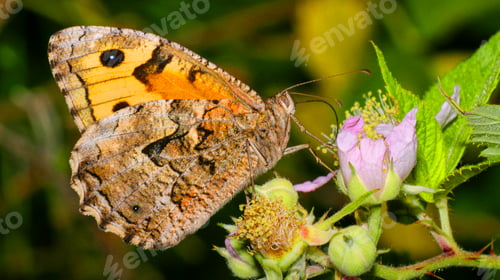 Preview: Satyridae, Sierra de Guadarrama National Park, Spain,
