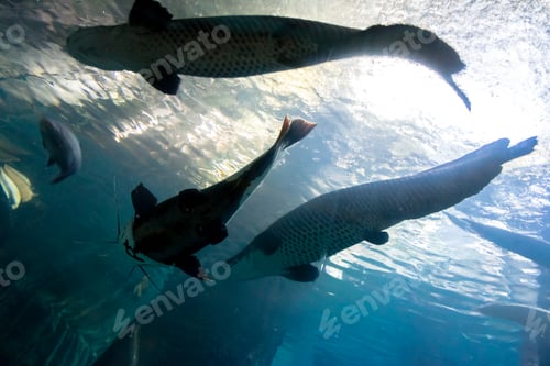 Preview: Underwater bottom-top silhouette of a big catfish and tarpon fish