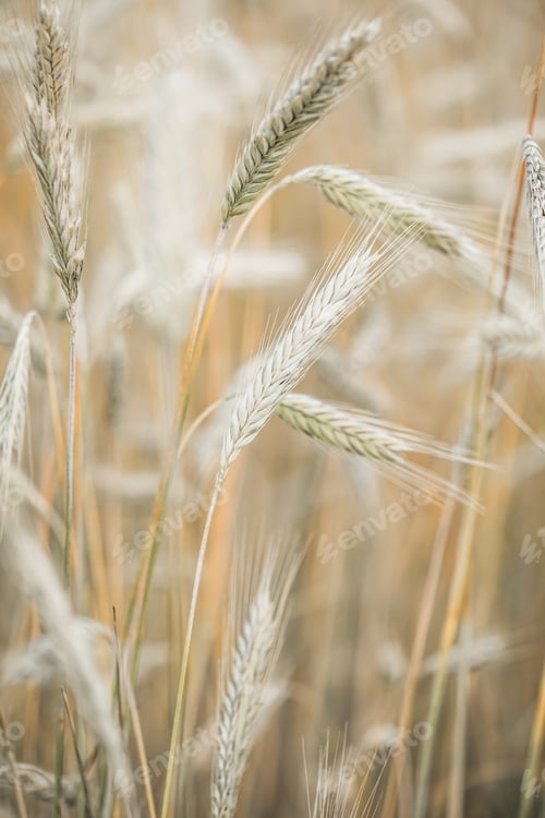 Preview: Wheat closeup on wheat field. Beauty nature