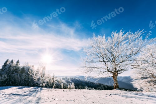 Preview: Frozen tree on winter field with sun rising up horizon