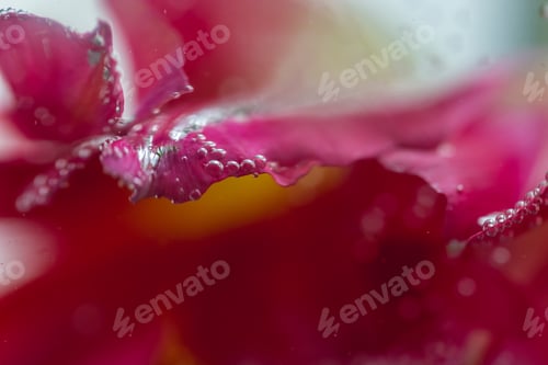 Preview: Closeup shot of a pink tulip flowering plant with water drops growing in the garden