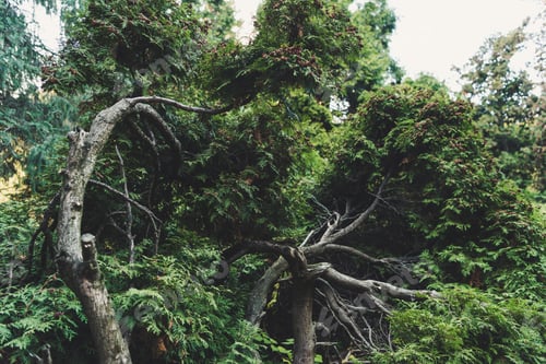 Preview: bottom view of scenic green trees in forest