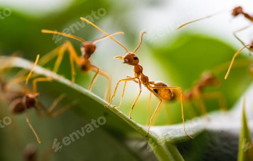 Preview: Red ants on green leaves, Green tree ant ,Weaver ant