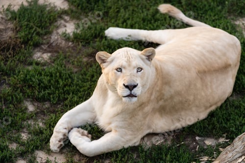 Preview: Female lion, Panthera leo, lionesse portrait, head profile on soft background, looking to the left