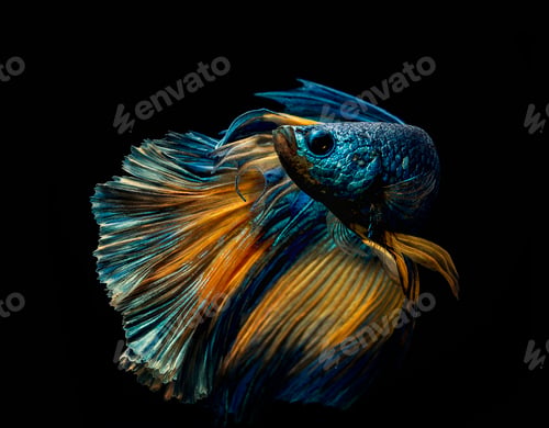 Preview: Amazing underwater world, Underwater world scene.