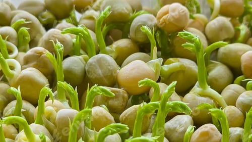 Preview: Microgreens. Growing Peas at Home. Pea Sprouts. Step-by-Step Instructions.