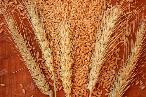 Preview: Ear of wheat and wheat grain on wooden table, Healthy food concept.