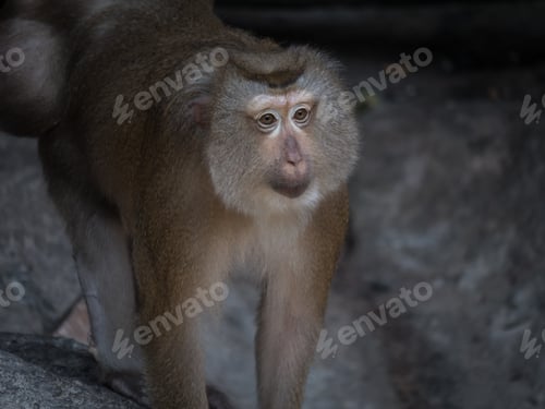 Preview: Monkey