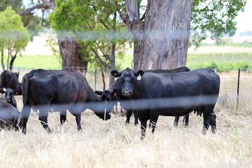 Preview: Pasture Mudgee, Australia