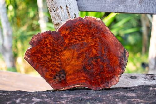 Preview: Logs Amboyna burl wood