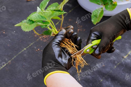 Preview: Before planting strawberry bush, a gardener wearing gloves trims off excess roots with scissors.