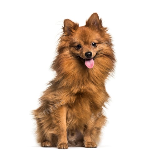 Preview: Pomeranian, 1 year old, sitting in front of white background