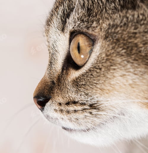 Preview: Tip of nose young purebred cat british chinchilla
