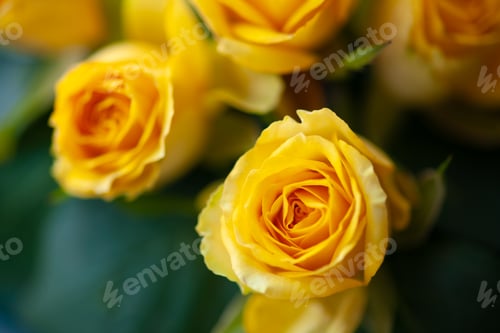 Preview: Flower roses yellow close up macro