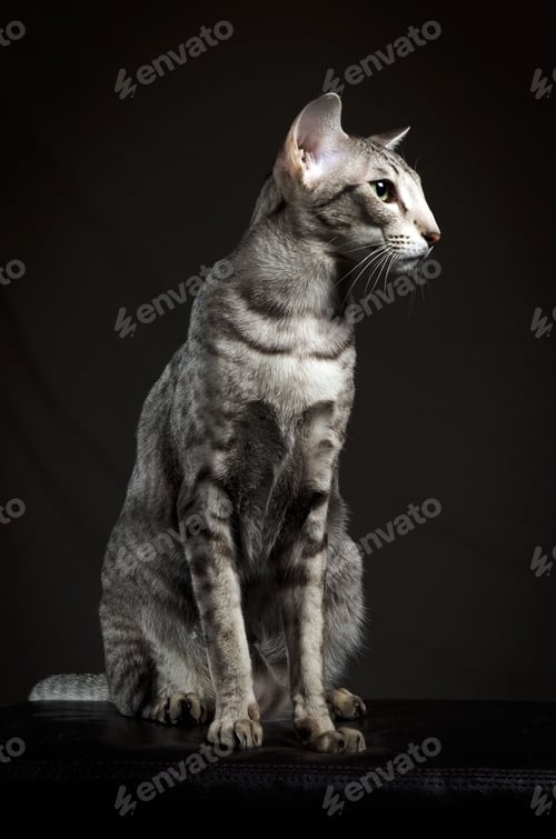 Preview: Oriental shorthair cat sitting against a dark background.