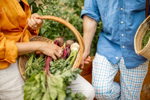 Preview: Farmers holds freshly picked beetroot in basket at garden