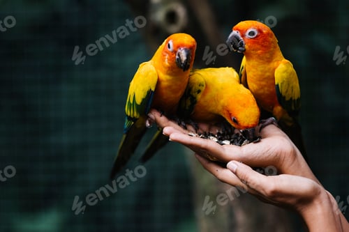 Preview: Hands holding wild birds in a zoo