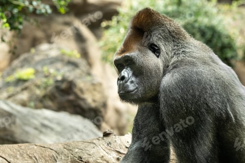 Preview: a Western lowland Gorilla with a pouty expression.The gorilla looks at me