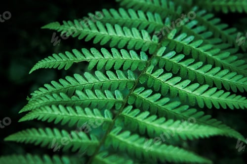 Preview: Green foliage fern, background