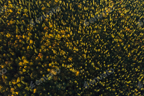 Preview: Aerial view of dark mixed pine and lush forest with green and yellow trees canopies in autumn