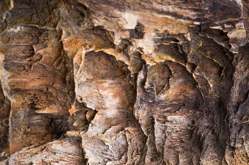Preview: The Petrified Wood Texture Background