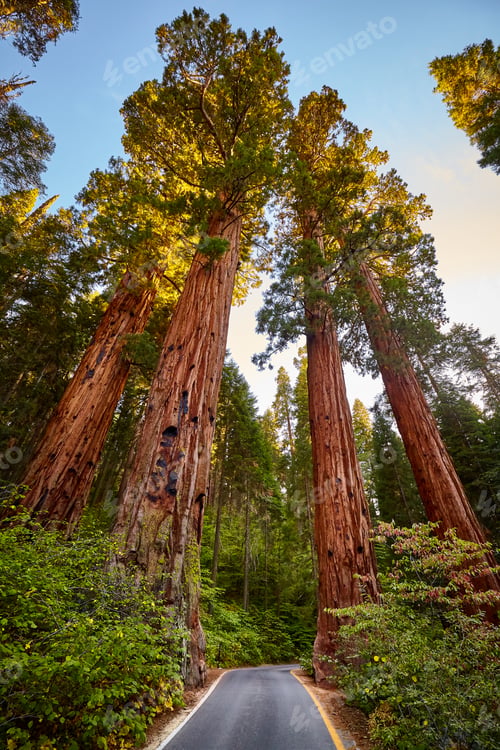 Preview: Scenic road in Sequoia National Park, California, USA.