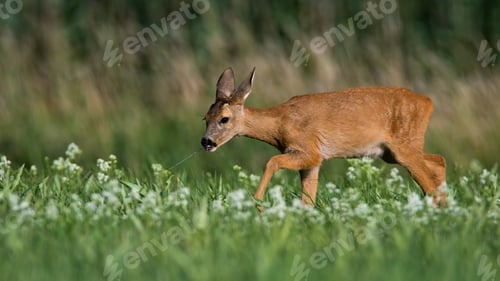Preview: Roe deer doe walking on green meadow among white wildflowers in summer nature