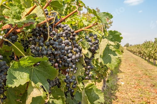 Preview: Bunches of grapes in the vineyard at sunset.