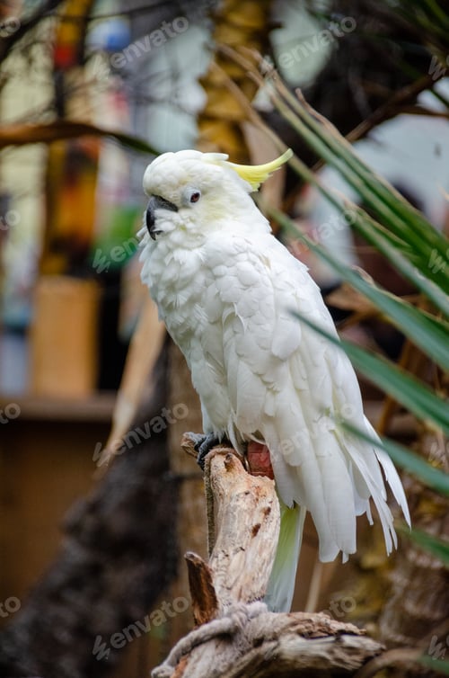 Preview: White cockatoo perched on a tree branch.