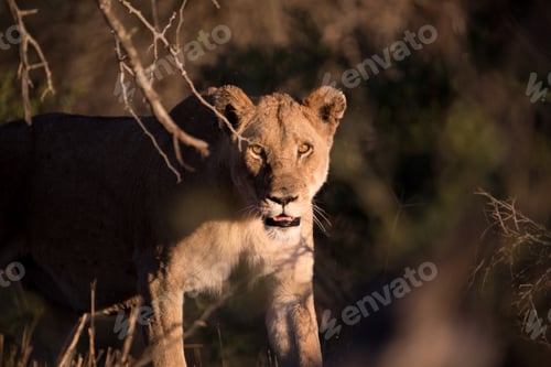 Preview: Female lion hunting for a prey