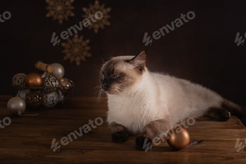 Preview: Birman cat (Color Point cat), Christmas and New Year. New Year's toys.
