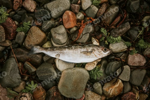 Preview: Dead fish on the rocks at the shore