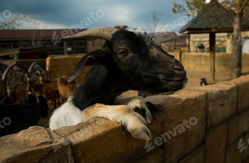Preview: A goat on a private farm or in a contact zoo.
