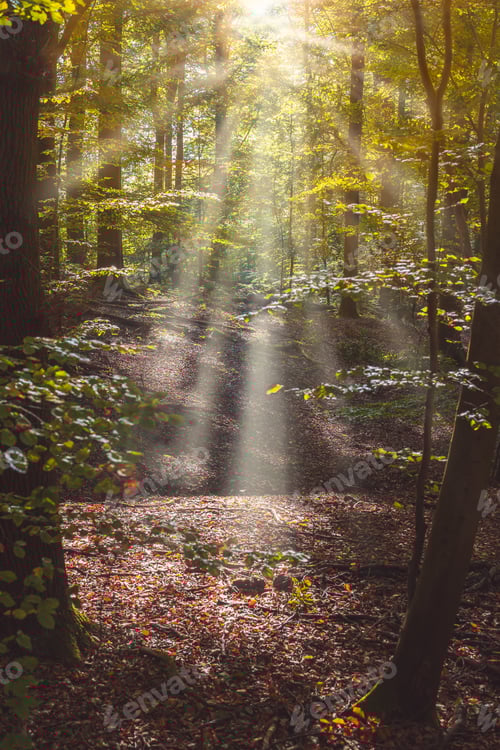 Preview: Forest path with sun rays comming through the tree leaves