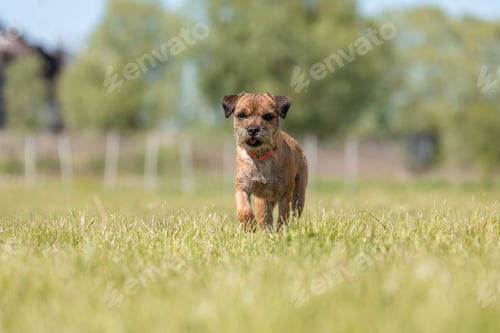 Preview: Cute purebred border terrier dog at thee field