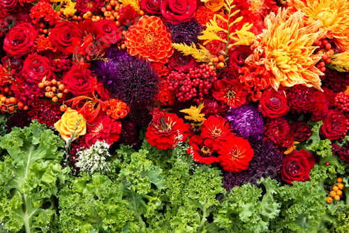 Preview: Beautiful colorful autumnal flowers background. Aster, carnation and rose flowers. Top view.