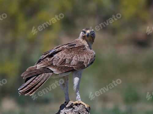 Preview: Bonellis eagle (Aquila fasciata)