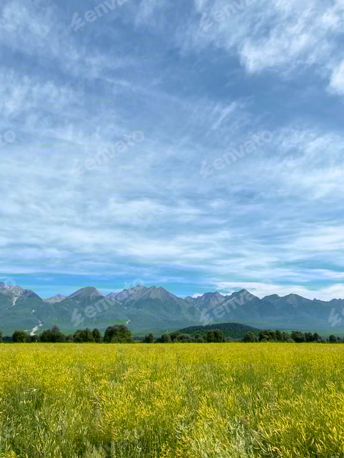 Preview: field of blooming wild flowers in Eastern Sayan Mountainous. Summer travel in Buryatia, Russia.