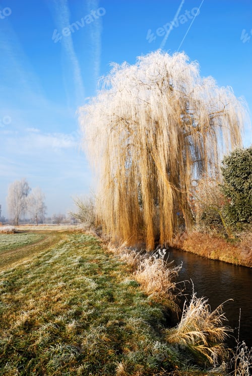 Preview: Wheeping willow