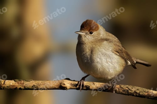 Preview: Small Blackcap perched atop a wooden branch in a natural setting