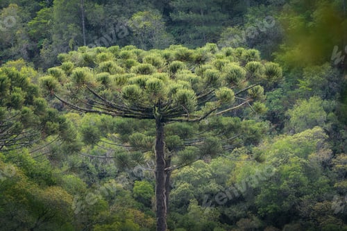 Preview: Parana Pine or Brazilian Pine - Araucaria Tree (Araucaria angustifolia)