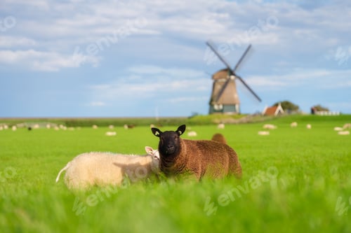 Preview: Sheep in a meadow during a bright sunset. Landscape with windmill. Agriculture. Animals on the farm.