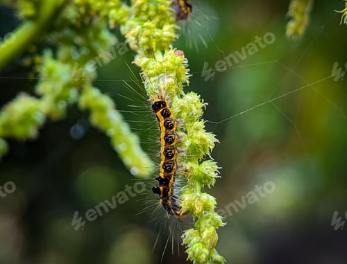 Preview: Closeup the caterpillar that is on the stem of the green vegetable tree.