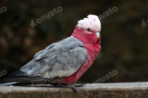 Preview: bird, cockatoo galah, parrot, pet
