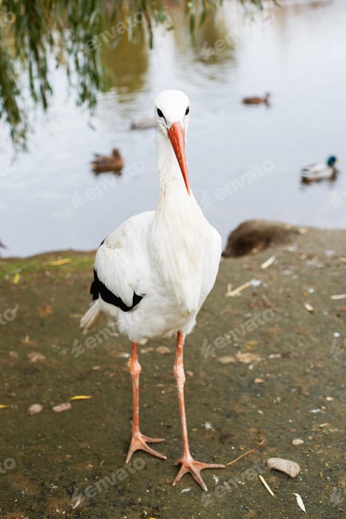 Preview: a Stork near the lake. portrait of a stork