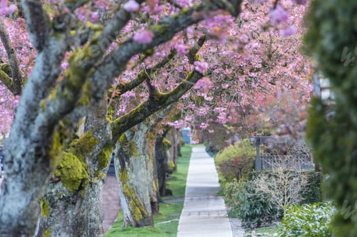 Preview: Blossoming alley