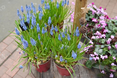 Preview: Muscari-delicate purple flowers.