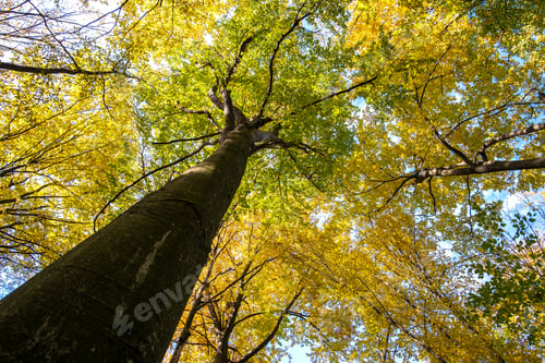 Preview: Perspective from down to up view of autumn forest
